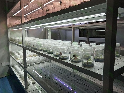 化州植物组织培养实验室设计建设方案